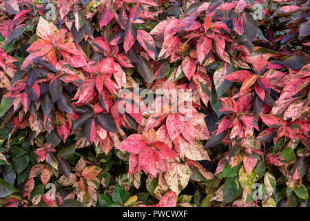 Copperleaf Anlage (Acalypha amentacea wilkesiana), rote und grüne Blätter - Pembroke Pines, Florida, USA Stockfoto