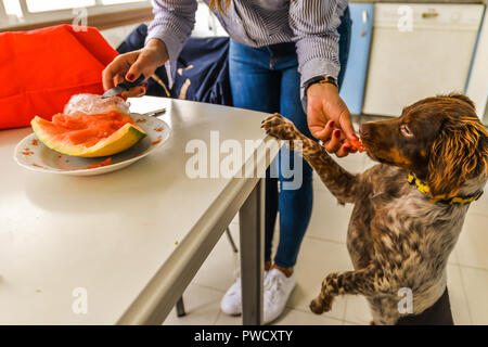 Ein Hund essen ein Stück Melone Stockfoto