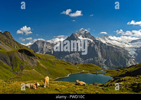 Mountain Lake Bachalpsee und der peak Wetterhorn hinter, Grindelwald, Berner Oberland, Schweiz Stockfoto