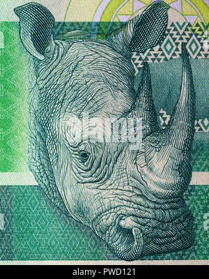 Rhinoceros von 10 Rand Banknote, der Republik Südafrika, 2015 Stockfoto