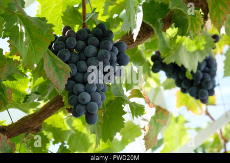 Schwarz Tafeltrauben (Vitis vinifera) hängen von der Rebe in einem Gewächshaus, Sussex, England, Großbritannien Stockfoto