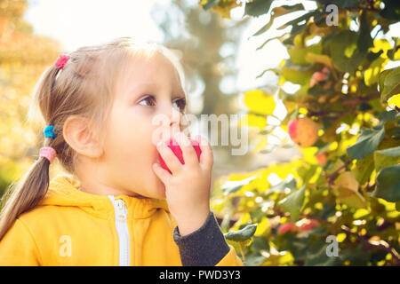 Kleines Mädchen baby im gelben Overall Anzug mit blonden Haaren sammelt und beißt sich frisst saisonal Äpfel ernten im Herbst Garten Stockfoto