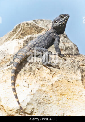 Eine roughtail Rock agama Lizard auf einem Felsblock anzeigen Paarungsverhalten oder territoriale Verhalten Stockfoto