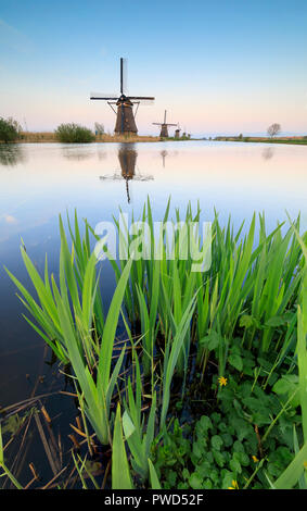 Windmühlen in Kanal durch Gras und rosa Himmel bei Sonnenuntergang Kinderdijk Molenwaard South Holland Niederlande Europa gerahmten Spiegeln Stockfoto