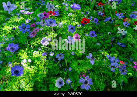 Anemone wachsenden Blumen im grünen Gras floral background Stockfoto