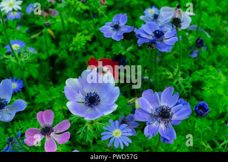 Anemone wachsenden Blumen im grünen Gras spring floral background Stockfoto