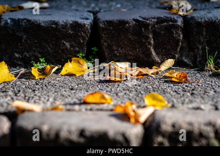 Alte Treppe mit bunten Blätter im Herbst. Stockfoto