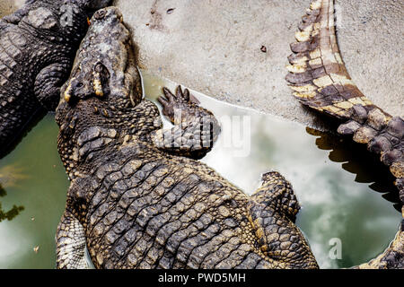 Krokodil im Zoo mit Beschaffenheit der Haut bei Sonnenlicht. Stockfoto