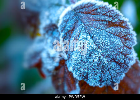 Blätter, die im frühen Winter - Blaue Stunde - nach einem schweren Frost, mit Raum für zusätzliche Text oder Grafiken. Rand Unschärfen und Vignette für Effekt hinzugefügt. Stockfoto