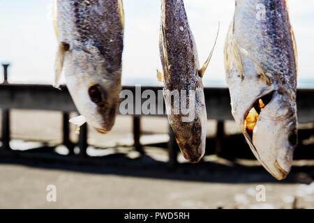 Getrockneter Fisch mit Sonnenlicht im Meer gefangen. Stockfoto