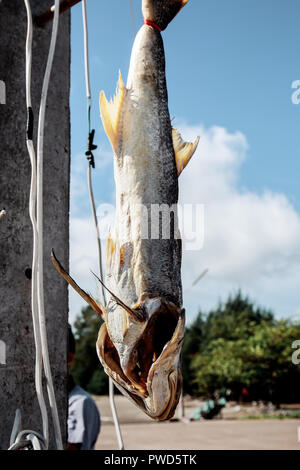 Getrocknete Fische hängen mit der Sonne am Himmel im Sommer. Stockfoto