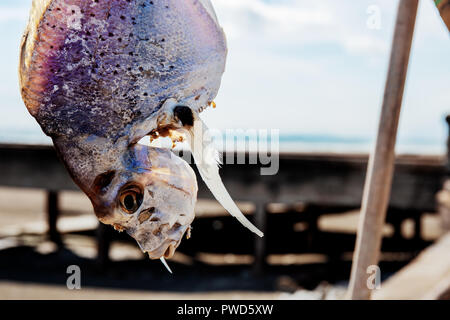 Getrockneter Fisch mit Sonnenlicht am Meer im Sommer. Stockfoto