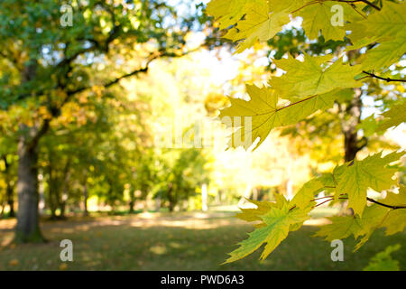 Eiscafé der Ahornblätter im Park im Herbst Stockfoto
