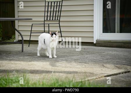 Eine schwarz-weiße Katze hängt draußen im Hinterhof Stockfoto