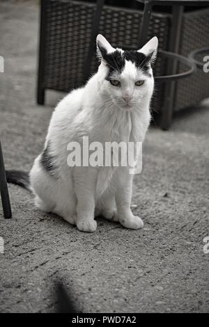 Eine weiße Katze mit schwarzen Flecken hängt heraus auf der Terrasse außerhalb Stockfoto