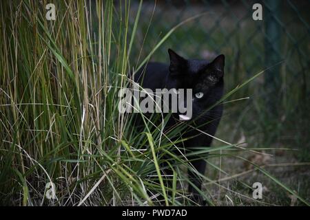 Schwarze Katze hängt heraus neben einem Busch er auf Naschen Stockfoto