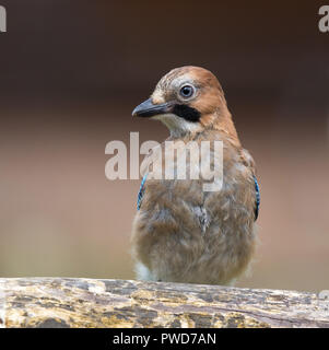 Detaillierte Vorderansicht Nahaufnahme des jungen britischen jay Bird (Garrulus glandarius) im Sommer isoliert im Freien auf Gartenlog. Britische Tierwelt. Stockfoto