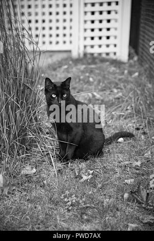 Schwarze Katze hängt heraus neben einem Busch er Snacking auf in Schwarz und Weiß Stockfoto