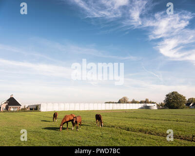 Pferde grasen auf der grünen Wiese in der Nähe der Gewächshäuser zwischen Zaltbommel und Brakel in Noord-Brabant in den Niederlanden an einem sonnigen Tag im frühen Herbst Stockfoto