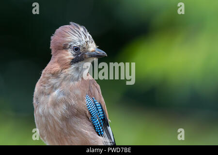 Nahansicht des wilden britischen junghahnvogels (Garrulus glandarius), der isoliert im Freien thront, Kopf nach rechts gerichtet. Kopierbereich. Stockfoto