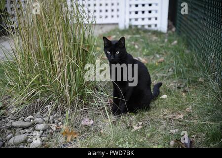 Schwarze Katze hängt heraus neben einem Busch er auf Naschen Stockfoto