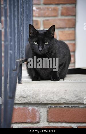 Eine schwarze Katze hängt heraus auf ein Wohngebiet stoop Stockfoto