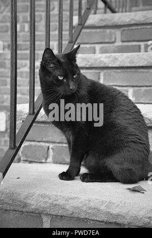 Eine schwarze Katze hängt heraus auf ein Wohngebiet stoop in Schwarz und Weiß Stockfoto