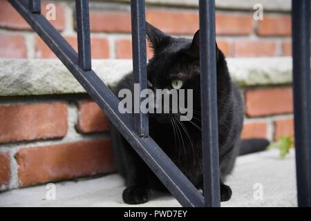 Eine schwarze Katze hängt heraus auf ein Wohngebiet stoop Stockfoto