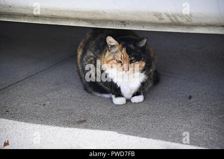 Eine Calico Katze sitzt unter einem Auto Stockfoto