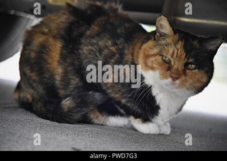 Eine Calico Katze sitzt unter einem Auto Stockfoto