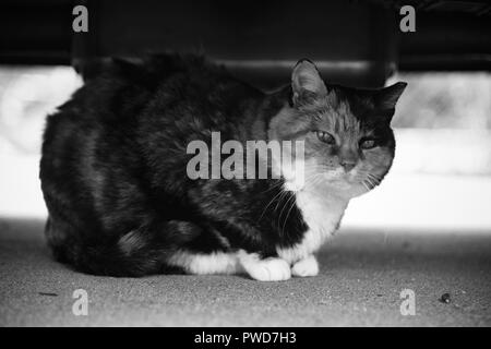 Eine Calico Katze sitzt unter einem Auto in Schwarz und Weiß Stockfoto