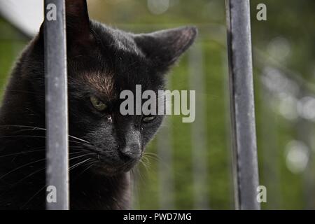 Eine schwarze Katze hängt heraus auf ein Wohngebiet stoop Stockfoto