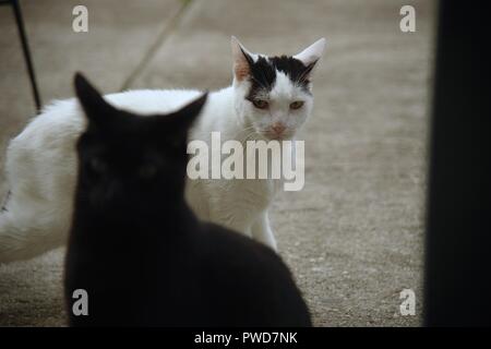 Zwei Katzen schauen an Kamera Stockfoto