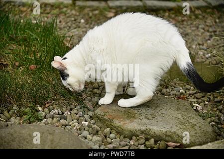 Eine weiße Katze mit schwarzen Flecken frisst Gras in den Hinterhof Stockfoto