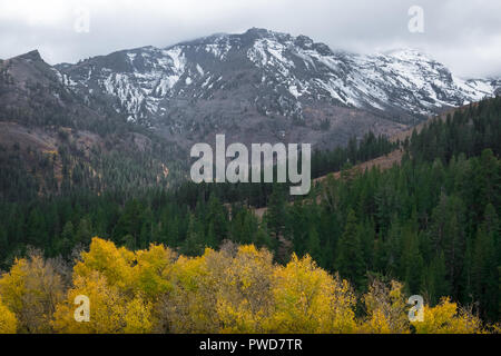 Gelbe Aspen Bäume mit schneebedeckten Gipfel der Sierra Nevada im Herbst - Herbst Farben auf Sonora Pass, Highway 108 Stockfoto