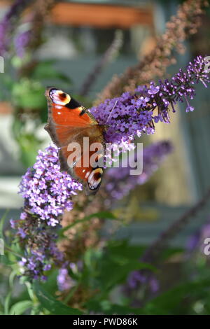Schmetterling auf sommerflieder Stockfoto