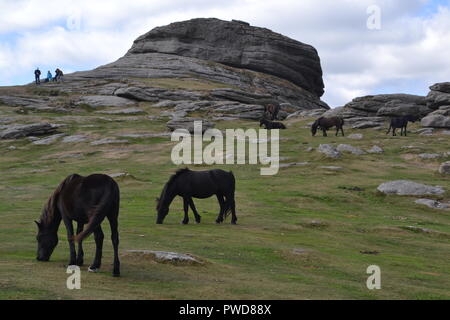 Wilden Dartmoor Ponys Stockfoto