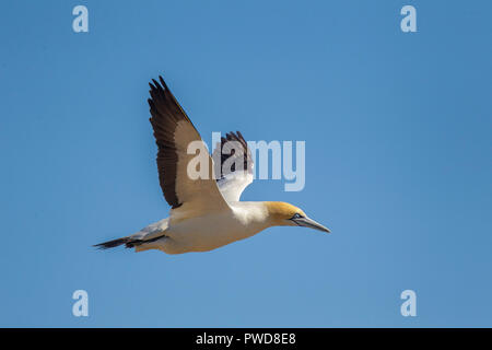 Kaptölpel Morus capensis Lambert's Bay, Western Cape, Südafrika, 10. September 2018 Erwachsenen im Flug. Sulidae Stockfoto