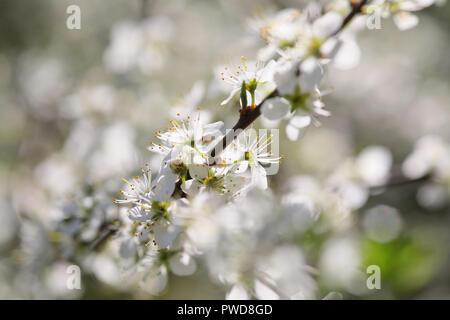 Schlehe blühen im Frühling, Großbritannien Stockfoto