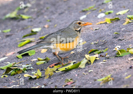 Kurrichane Thrush Turdus libonyana Kruger National Park, Mpumalanga, Südafrika, 15. August 2018 Nach Turdidae Stockfoto