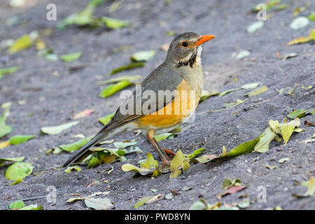 Kurrichane Thrush Turdus libonyana Kruger National Park, Mpumalanga, Südafrika, 15. August 2018 Nach Turdidae Stockfoto