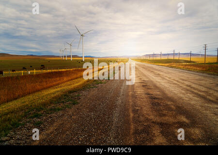 Rinder- und Windenergieanlagen auf dem Gebiet der südlichen Alberta, Kanada koexistiert. Stockfoto