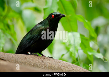 Dies ist eine Nahaufnahme von einem metallischen Starling Stockfoto