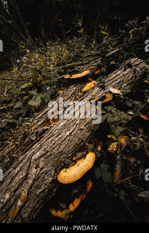 Baum Pilze Moos Stockfoto