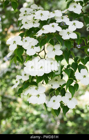 Sorte Cornus kousa chinensis Hüllblätter. Stockfoto