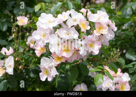 Rosa Rosa Kissen 'Interall' Blumen. Stockfoto