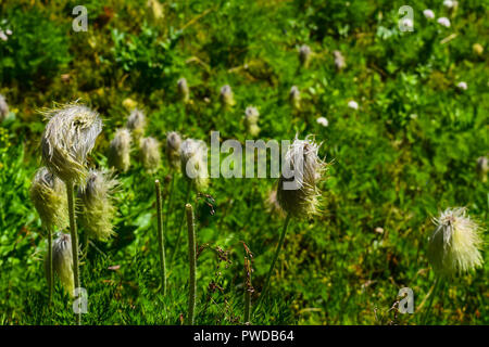 Wiese Blumen auf der Spur am Ptarmigan Cirque Stockfoto