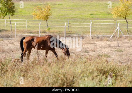 Braunes Pferd ist Weiden auf der Wiese. Stockfoto