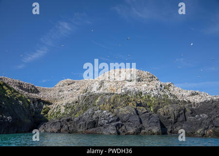 Gannet Kolonie auf Grassholm Insel, Pembrokeshire. Stockfoto