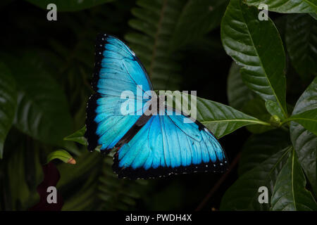 Blaue Morpho Butterfly in Florida Stockfoto